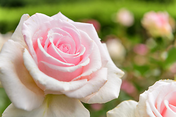 Image showing Rose garden in Italy Marche