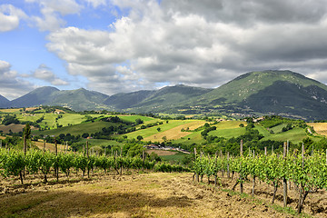 Image showing Typical landscape Marche Italy