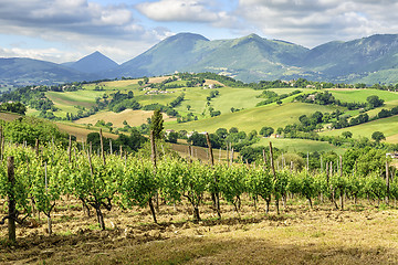 Image showing Typical landscape Marche Italy