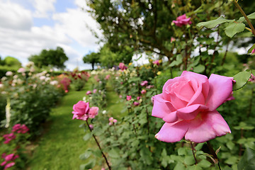 Image showing Rose garden in Italy Marche