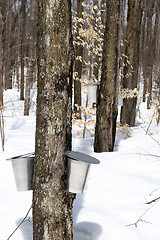 Image showing Spring forest during maple syrup season