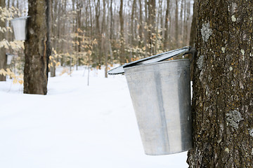 Image showing Droplet of maple sap falling into a pail