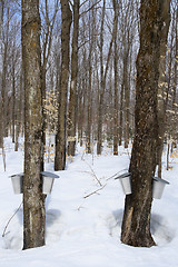 Image showing Forest in springtime during maple syrup season