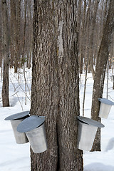 Image showing Maple syrup production, springtime