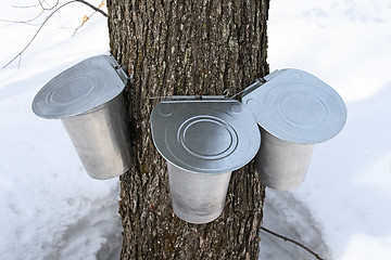 Image showing Pails on a maple tree for collecting sap