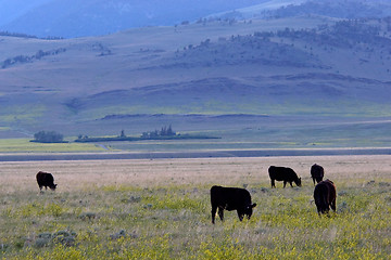 Image showing Cattle ranch