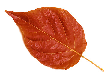 Image showing Autumn leaf on white