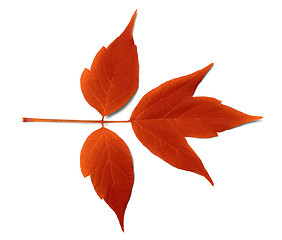 Image showing Red autumn leaf