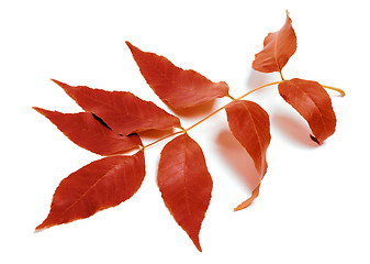 Image showing Autumnal leaf on white