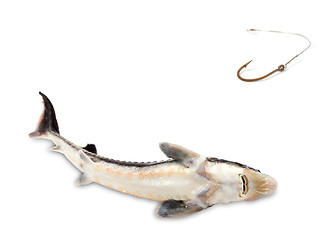 Image showing Fished sterlet and old rusty fish hook