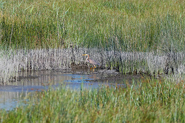 Image showing Reddish Egret