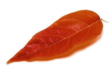 Image showing Autumnal leaf on white background