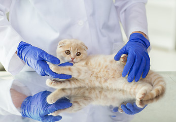 Image showing close up of vet with scottish kitten at clinic