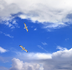 Image showing Two seagulls hover in sky