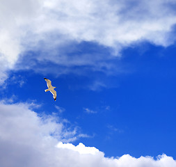 Image showing Seagull hover in blue sky with clouds