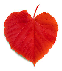 Image showing Red leaf on white