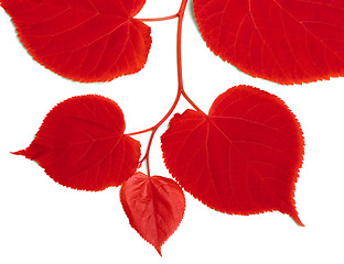 Image showing Red linden-tree leafs