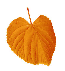 Image showing Autumn tilia leaf