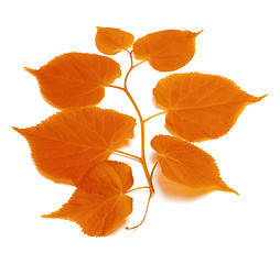 Image showing Autumnal tilia leafs 