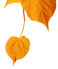 Image showing Autumn tilia leafs isolated on white