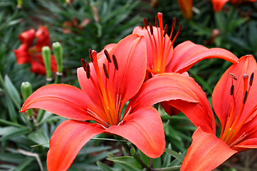 Image showing beautiful red flowers