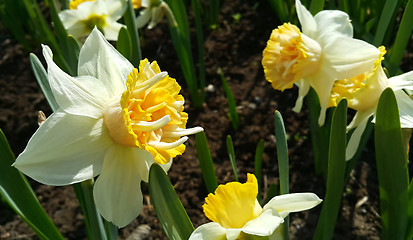 Image showing Closeup of beautiful Narcissus