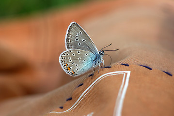Image showing Close up of Beautiful butterfly 