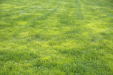 Image showing Natural green lawn background