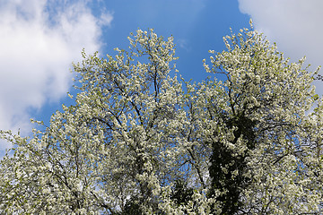 Image showing Spring flowering tree