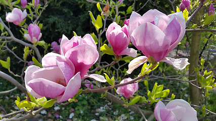 Image showing Beautiful flowers of magnolia  