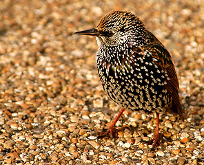 Image showing Starling