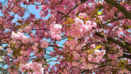 Image showing Beautiful flowers of japanese cherry blossom