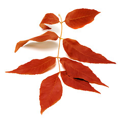 Image showing Red autumnal leaf on white 