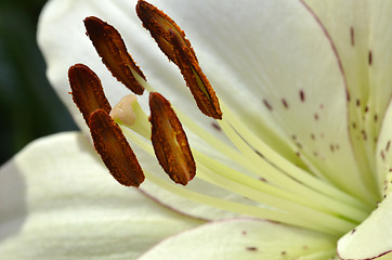 Image showing Beautiful lily growing in garden