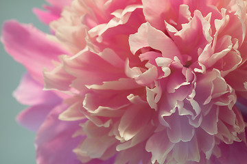 Image showing Pink peony macro