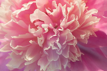 Image showing Pink peony macro