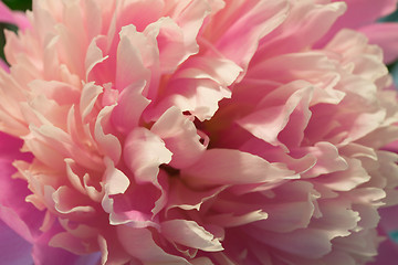 Image showing Pink peony macro