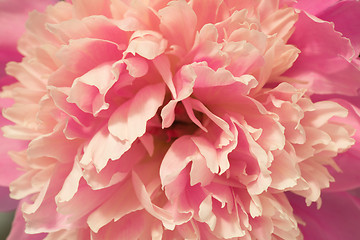 Image showing Pink peony macro