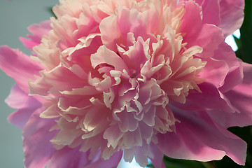 Image showing Pink peony macro