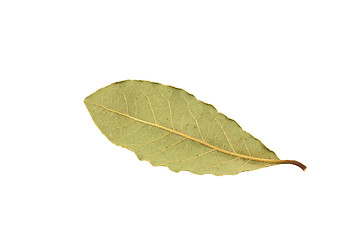 Image showing Dry bay leaf