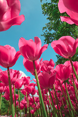 Image showing Tulip field in Keukenhof Gardens, Lisse, Netherlands