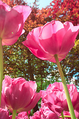 Image showing Tulip field in Keukenhof Gardens, Lisse, Netherlands