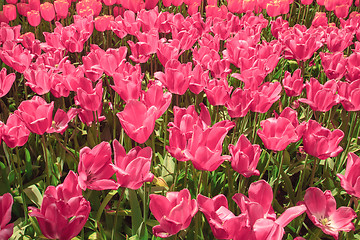 Image showing Tulip field in Keukenhof Gardens, Lisse, Netherlands