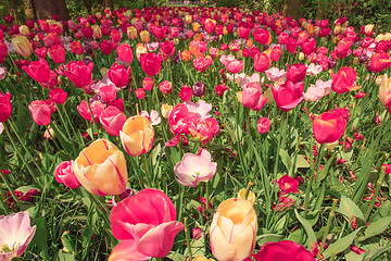 Image showing Tulip field in Keukenhof Gardens, Lisse, Netherlands