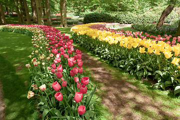 Image showing Tulip field in Keukenhof Gardens, Lisse, Netherlands