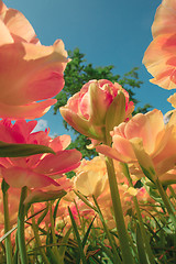 Image showing Tulip field in Keukenhof Gardens, Lisse, Netherlands