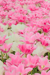 Image showing Tulip field in Keukenhof Gardens, Lisse, Netherlands