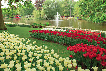 Image showing Tulip field in Keukenhof Gardens, Lisse, Netherlands