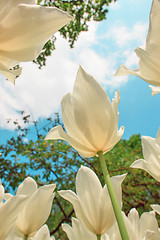 Image showing Tulip field in Keukenhof Gardens, Lisse, Netherlands