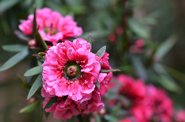 Image showing Manuka myrtle\'s white-pink flower blooming